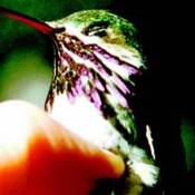 Calliope Hummingbird